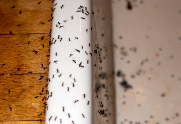 Best Wasp Removal Services  in Bayou Vista, LA